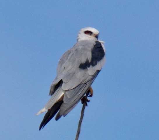 Flows of Water and Waterbirds Across California