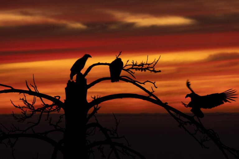 Update on Condor Recovery Program and Introducing “Ohlone”!