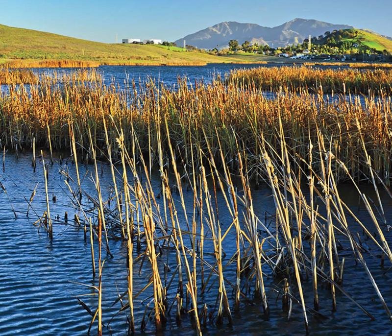 Waterbird Preserve Photo by Jerry Ting