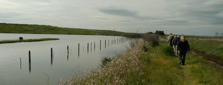 American Canyon Wetlands