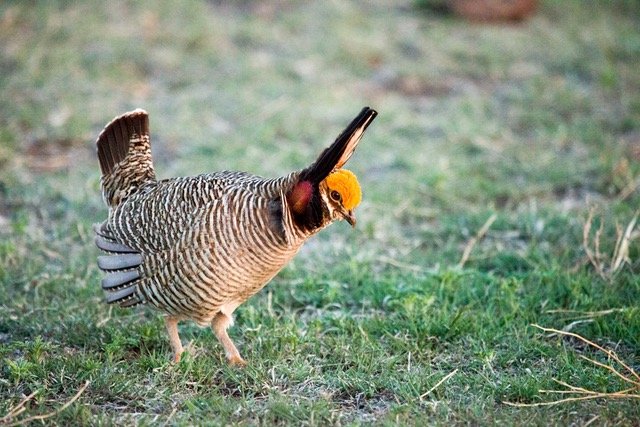 Lesser Prairie Chicken