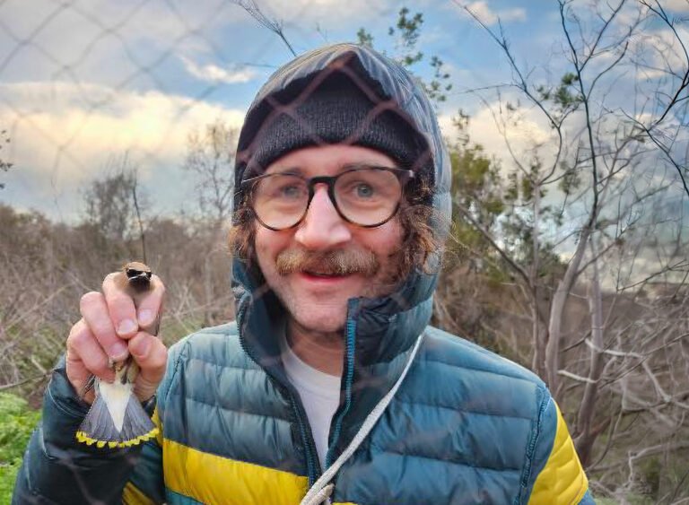 Alameda Song Sparrow Habitat Use of Salt Pond Restoration Sites in South San Francisco Bay