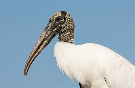 A Wood Stork