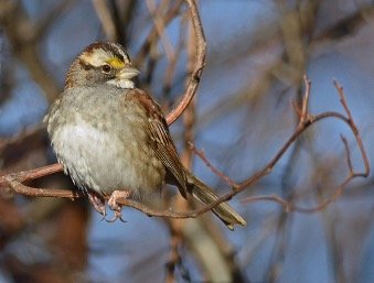 White-throated sparrow