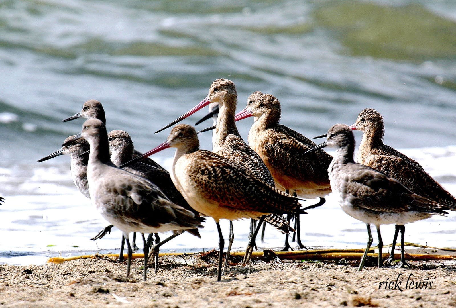 Elsie Roemer Bird Sanctuary