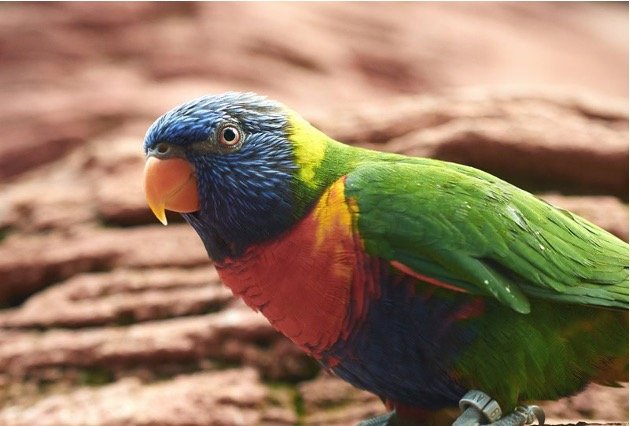 Blue‑fronted Lorikeet