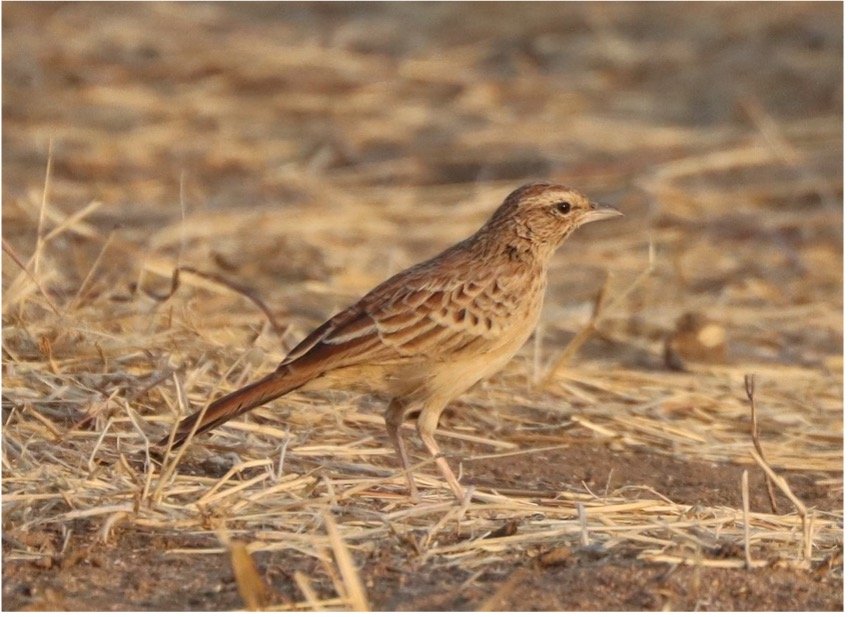 Rusty Lark