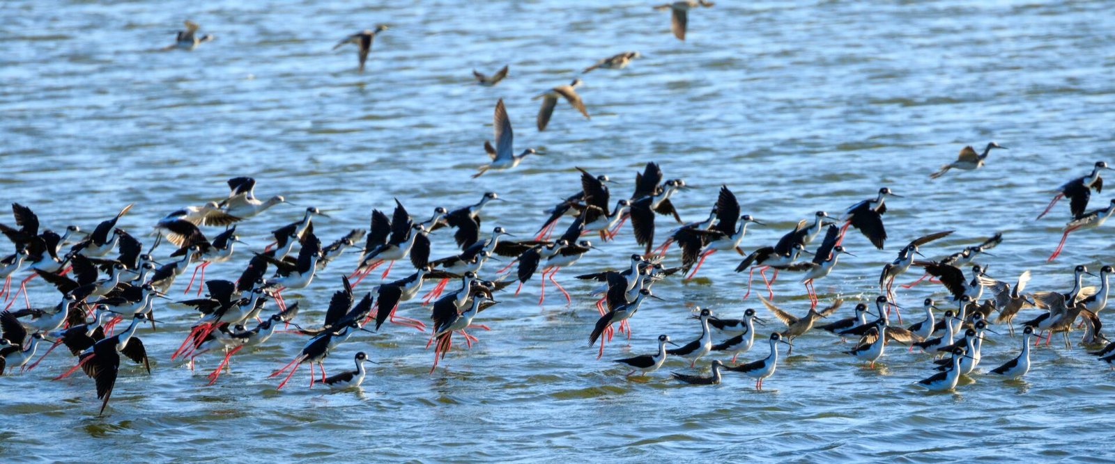 Don Edwards San Francisco Bay National Wildlife Refuge