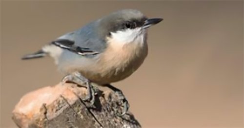 Pygmy Nuthatch