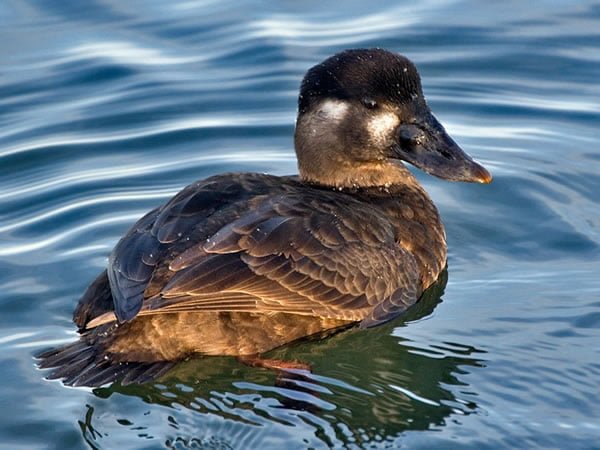 Female Surf Scoters