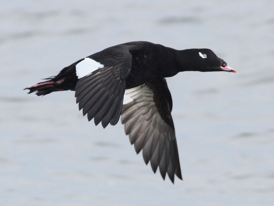 White-winged Scoter