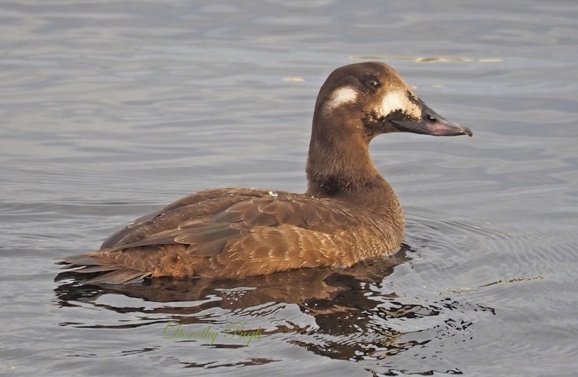 Females and young White-winged Scoters