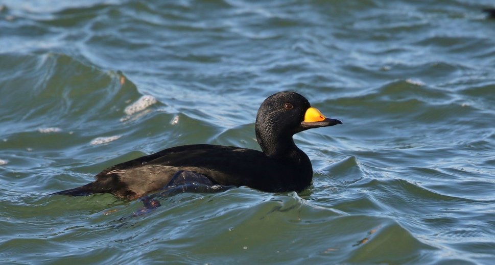 Black Scoter