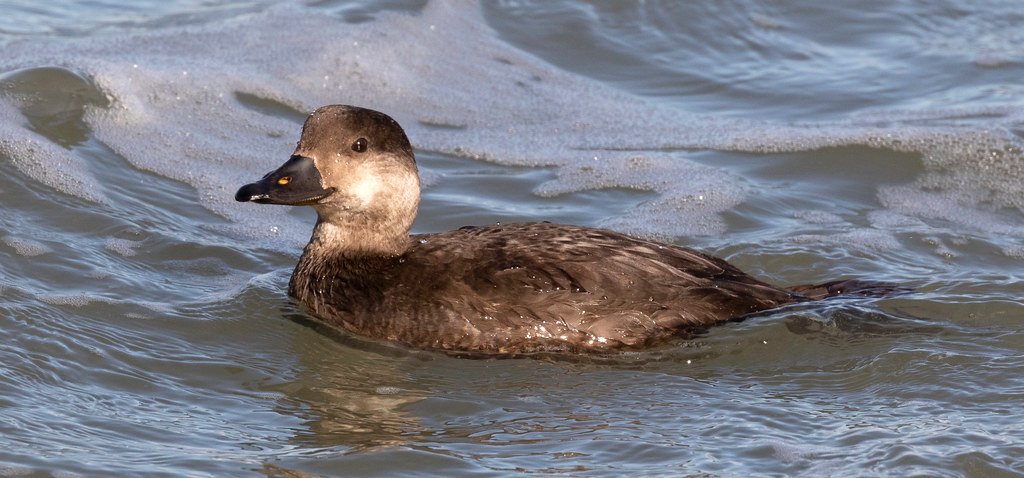 Female and immature Surf Scoters